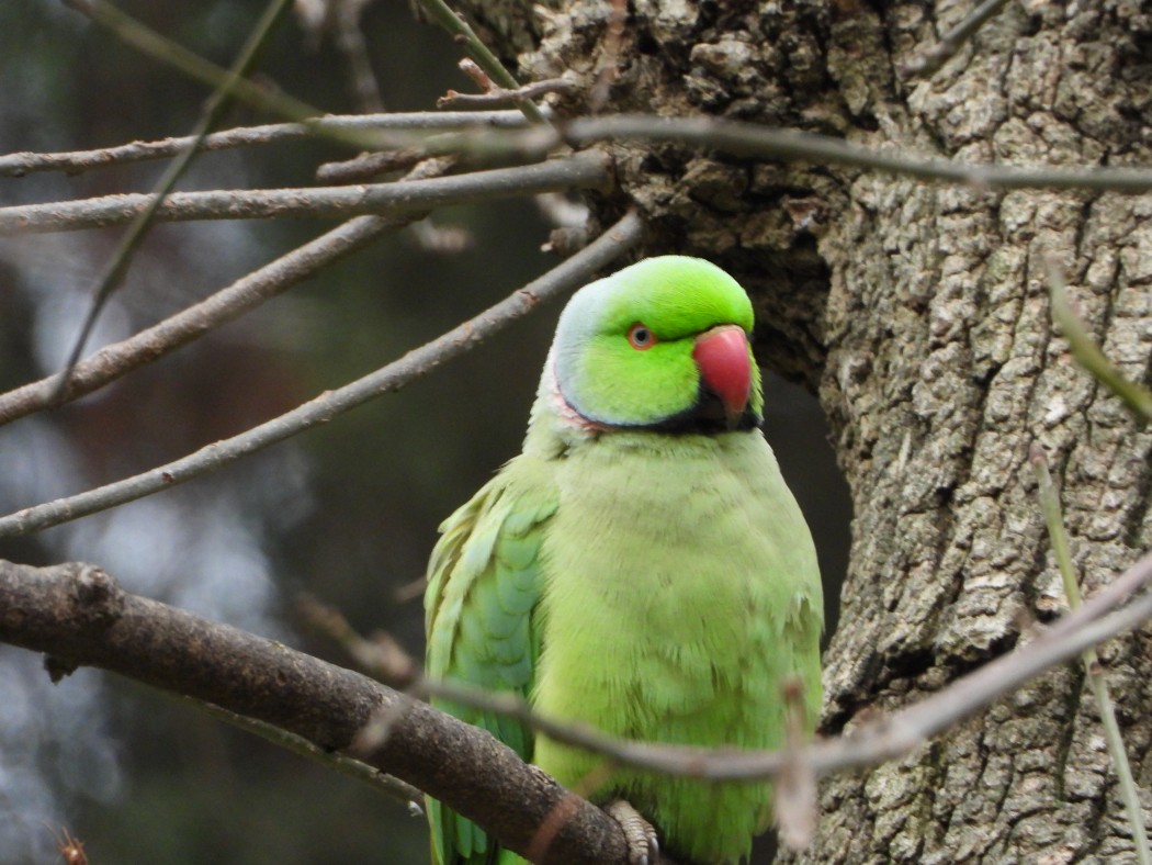 Rose-ringed Parakeet