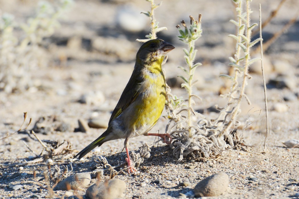 European Greenfinch