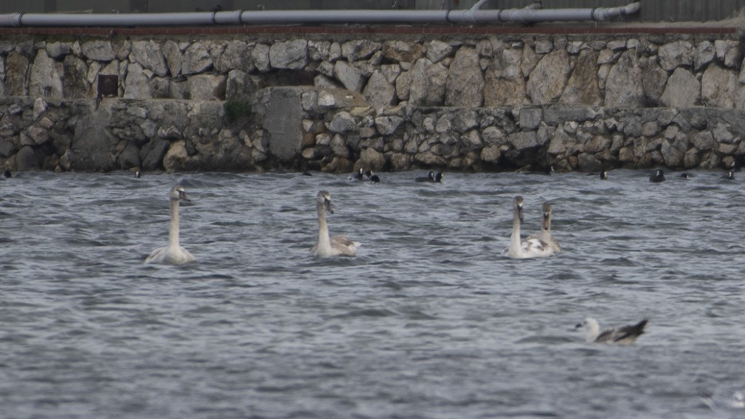 Mute Swan