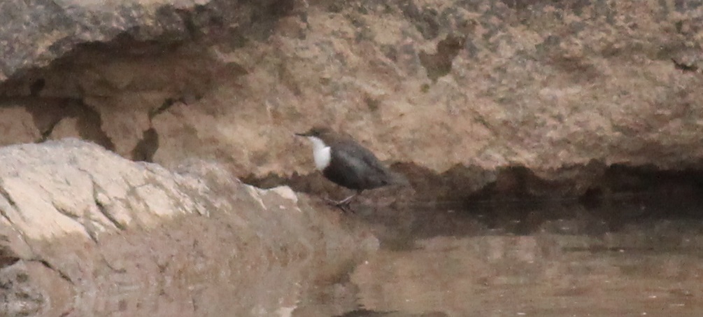 White-throated Dipper
