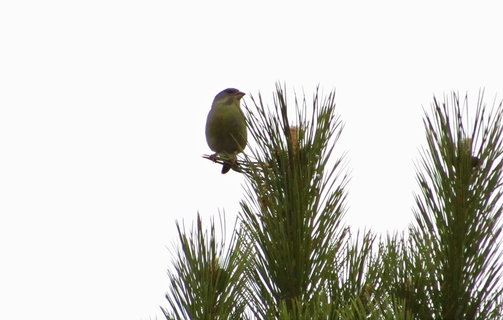 European Greenfinch