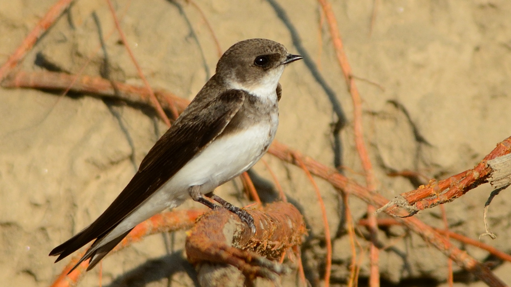 Sand Martin