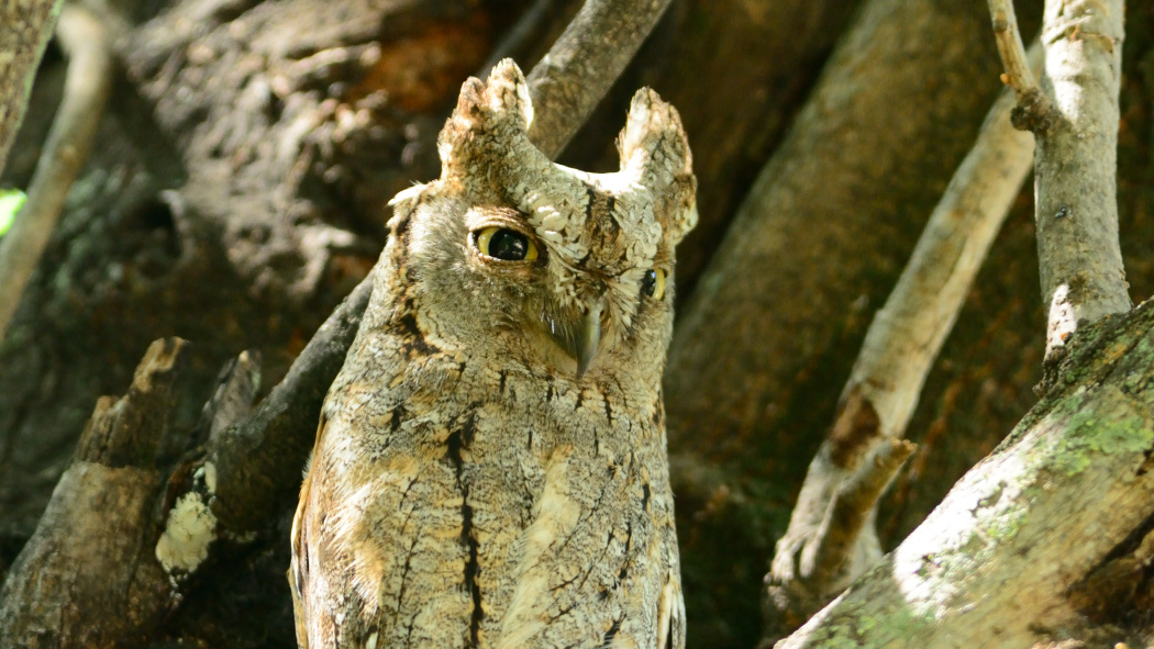 Eurasian Scops Owl