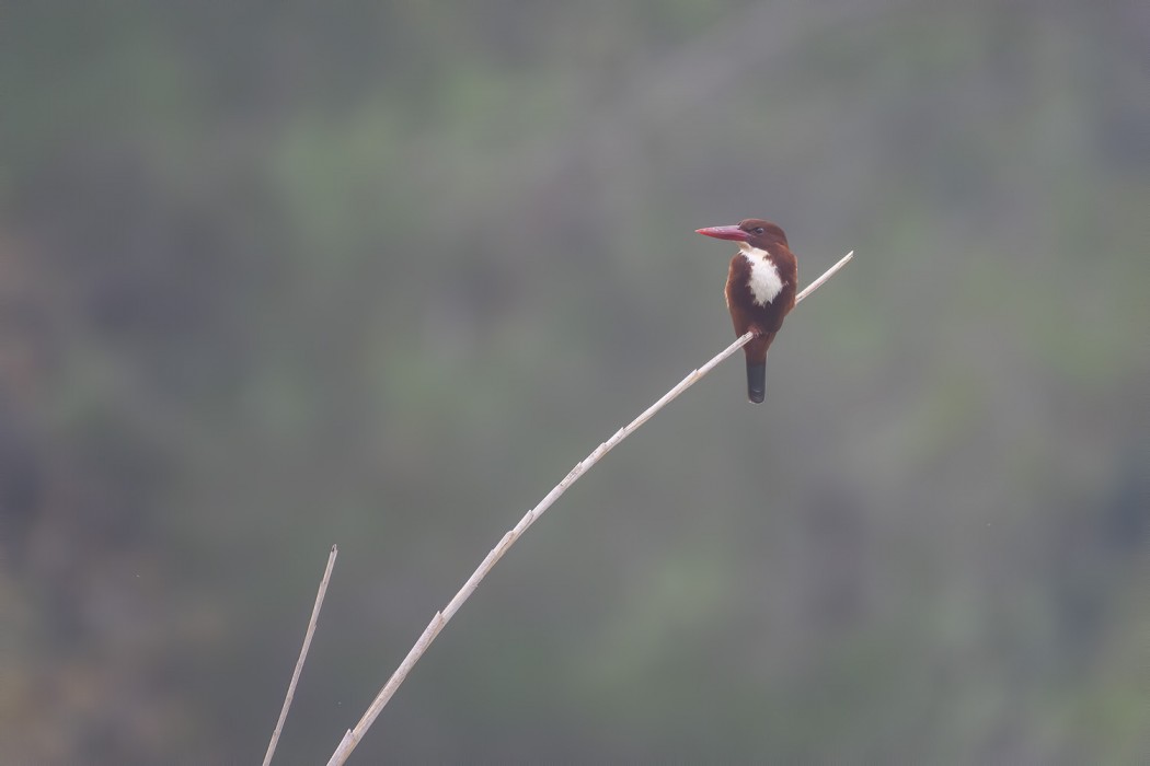 White-throated Kingfisher
