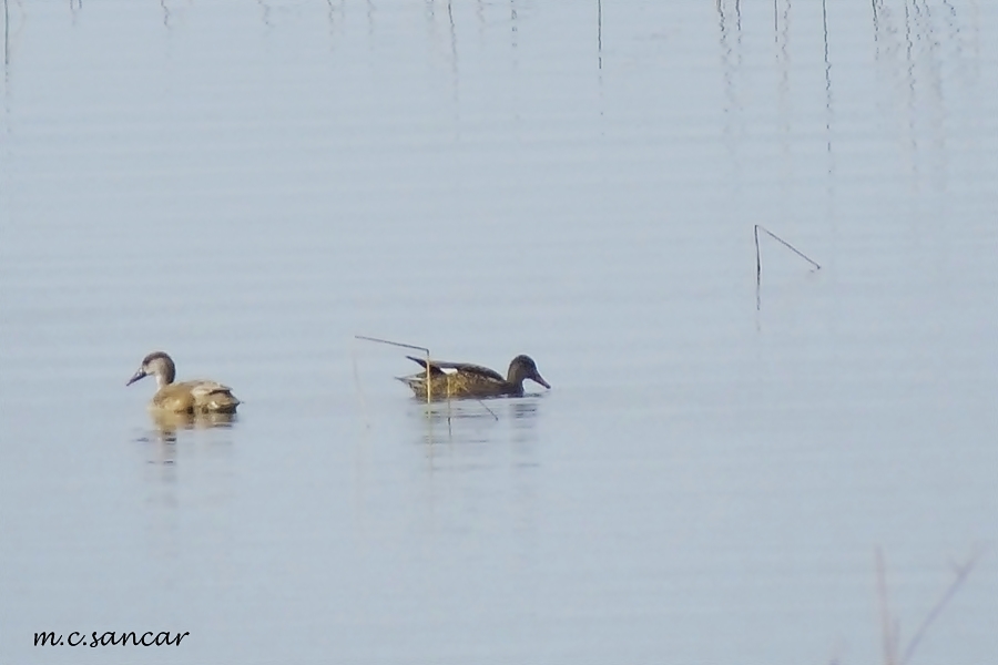 Gadwall