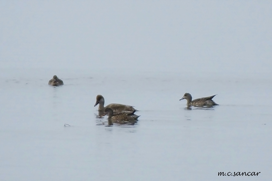 Eurasian Wigeon