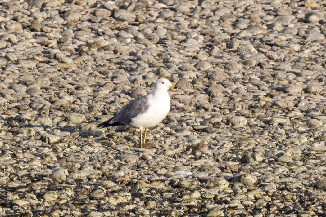 Armenian Gull