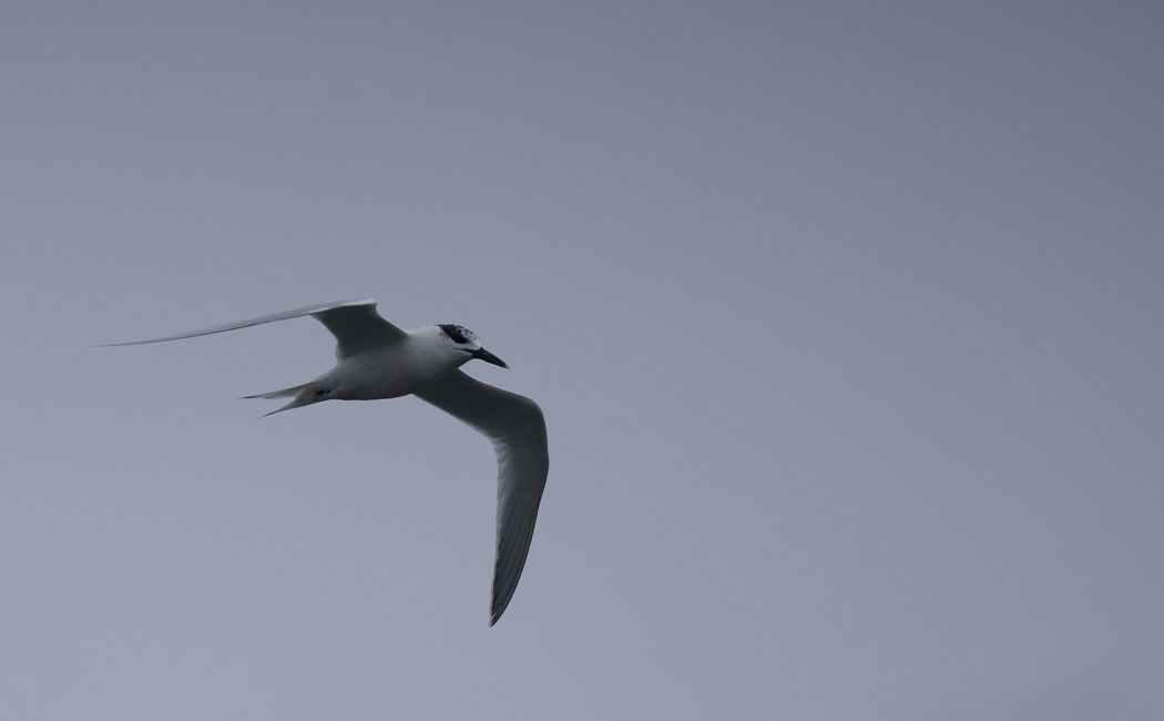 Sandwich Tern