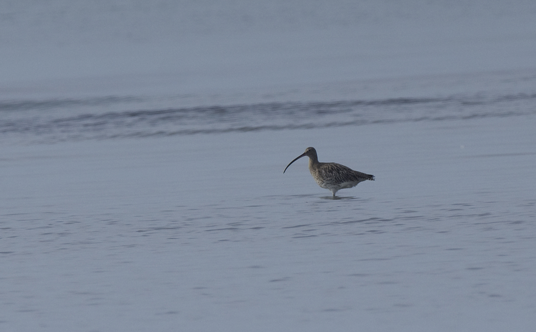 Eurasian Curlew