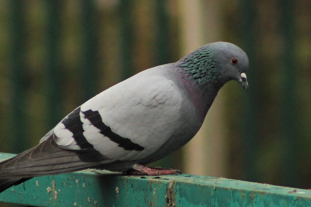 Rock Dove