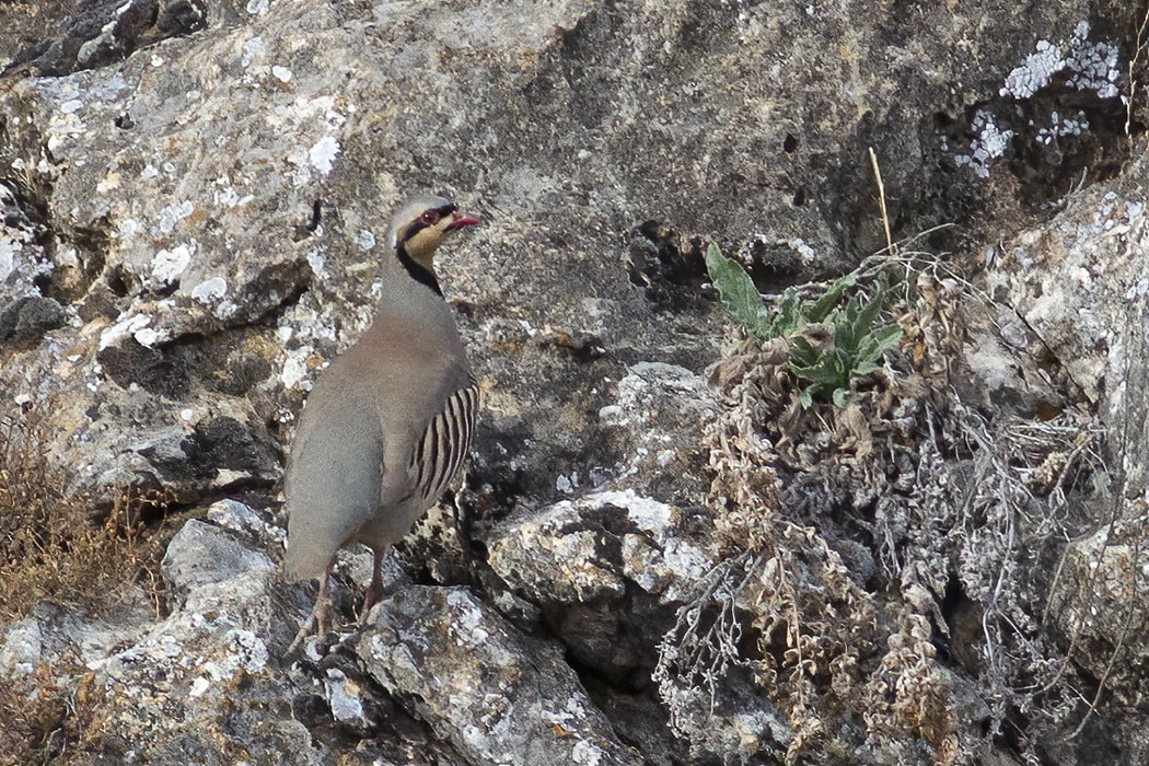 Chukar Partridge