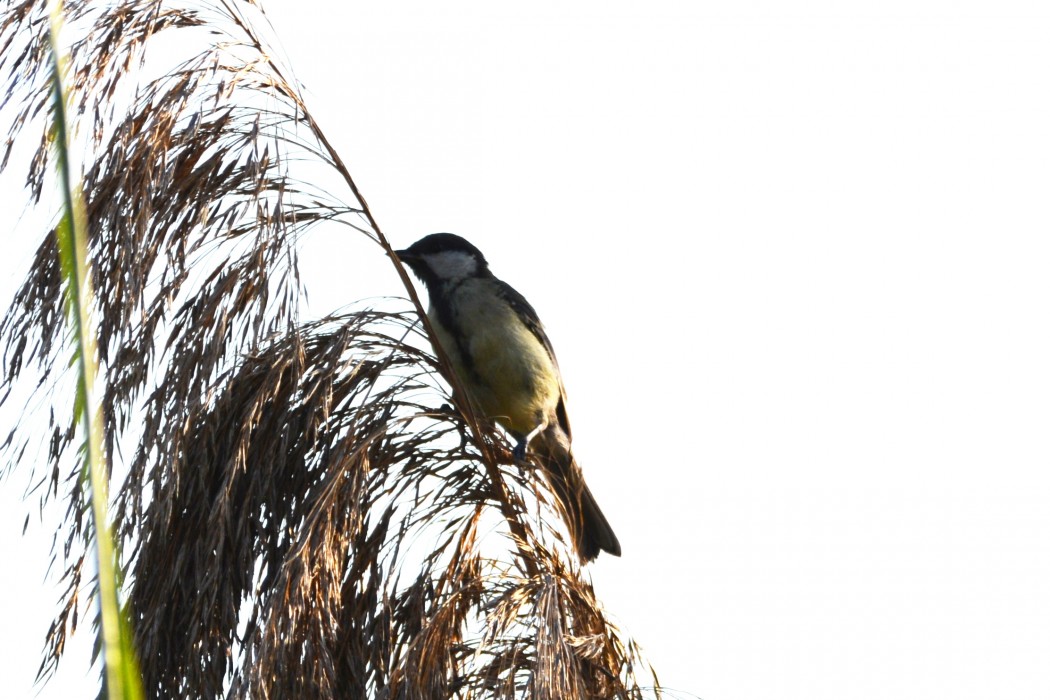 Great Tit