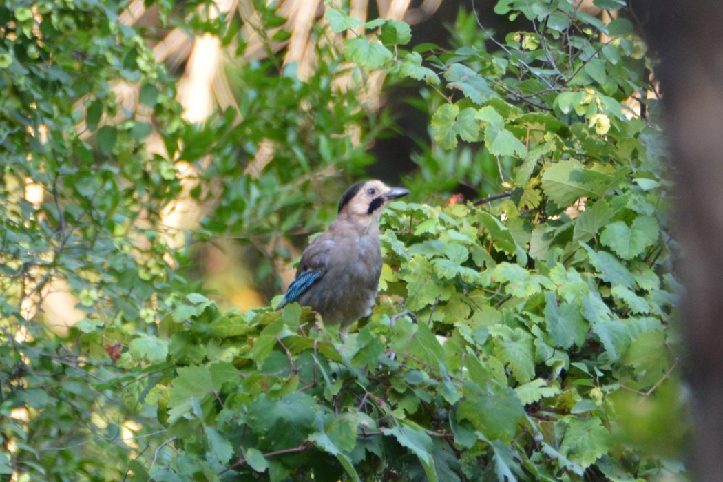 Eurasian Jay
