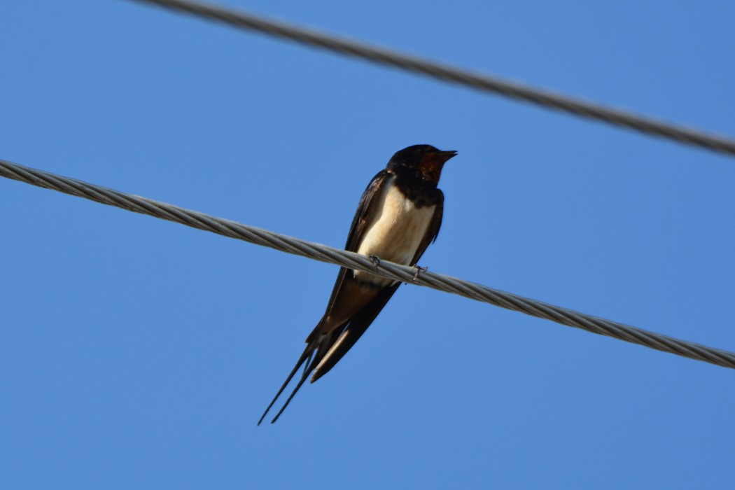 Barn Swallow