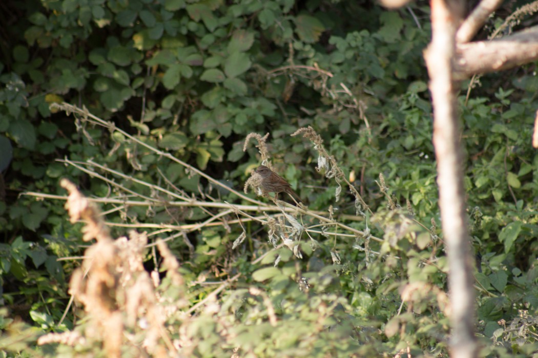 Dunnock
