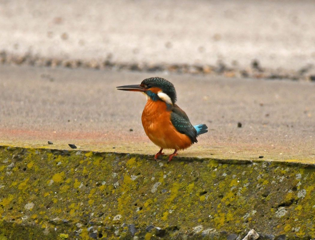 Common Kingfisher