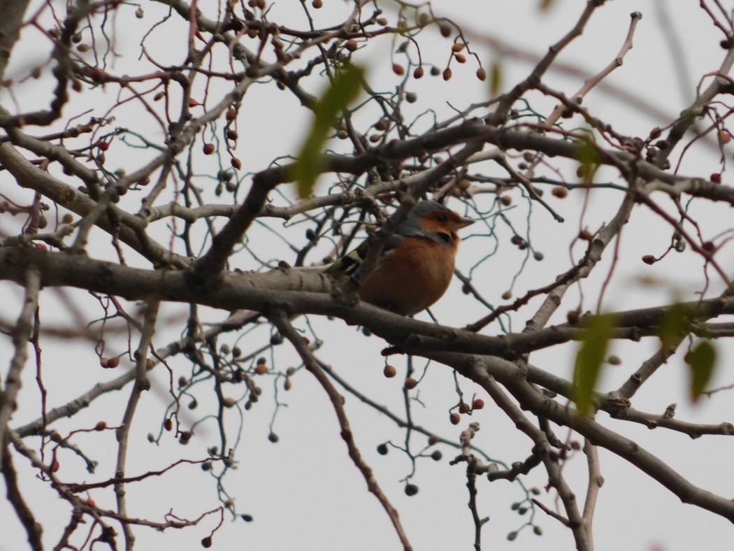 Common Chaffinch