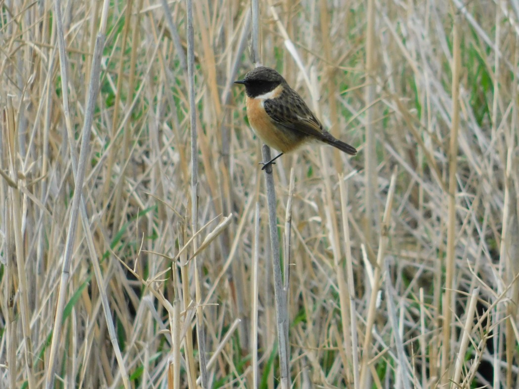 European Stonechat