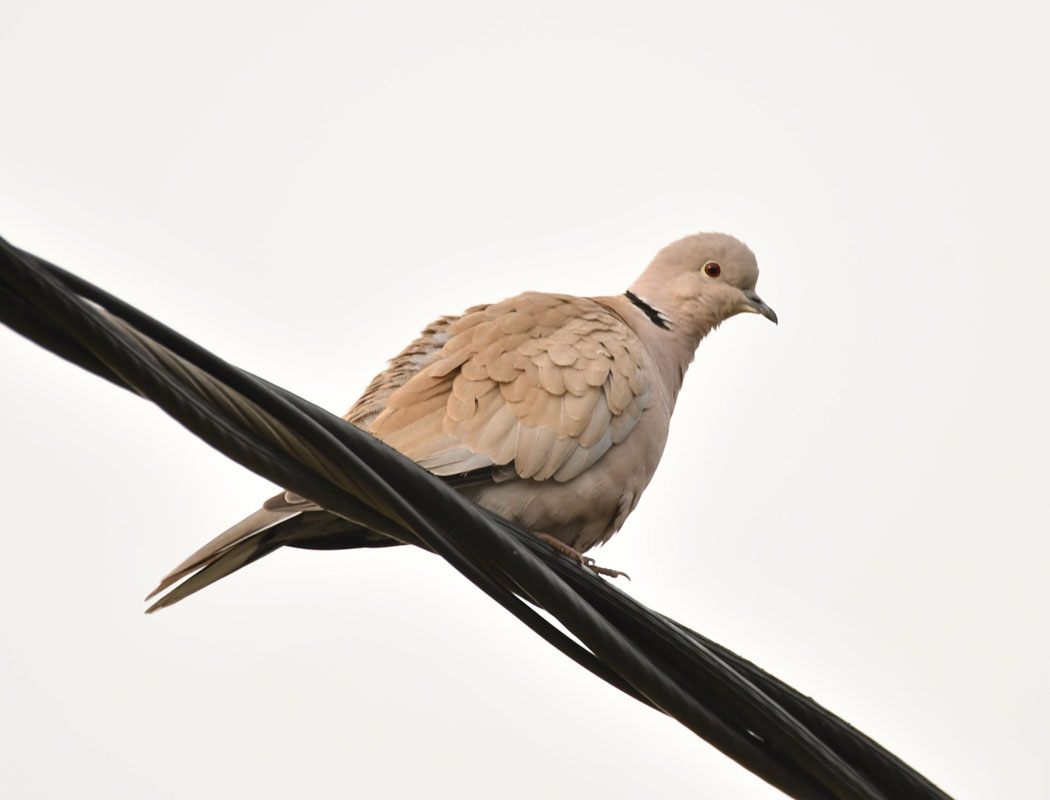 Eurasian Collared Dove