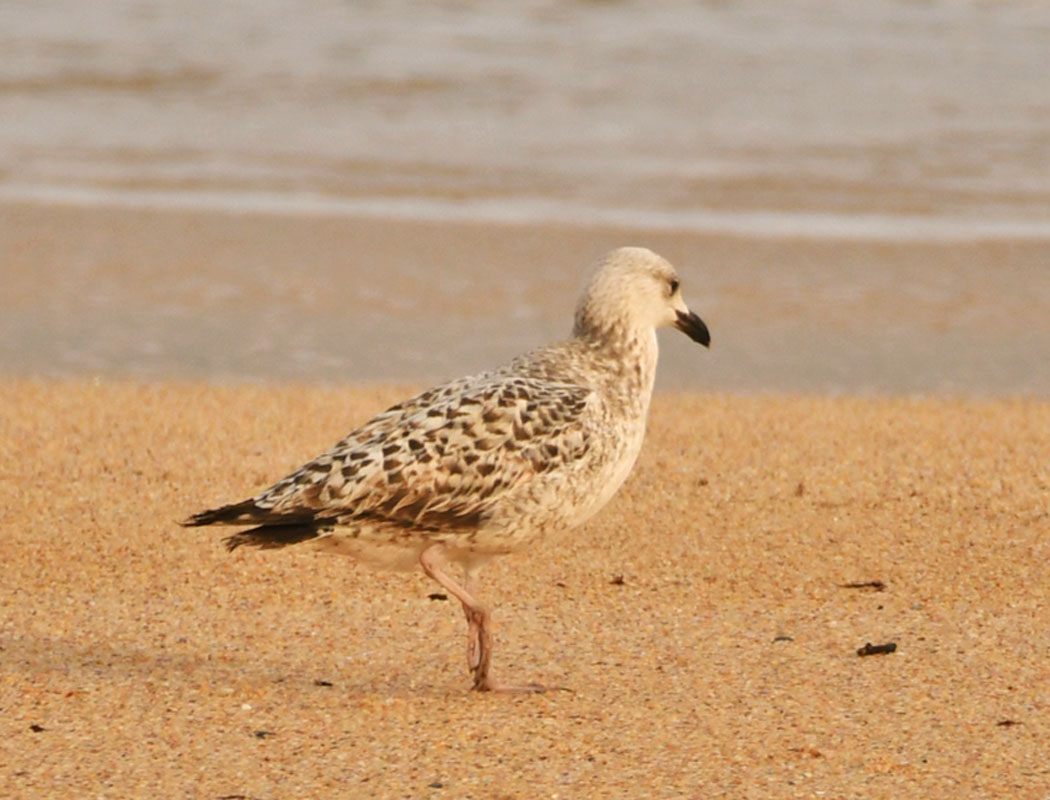 European Herring Gull
