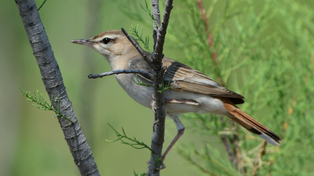 Rufous-tailed Scrub Robin