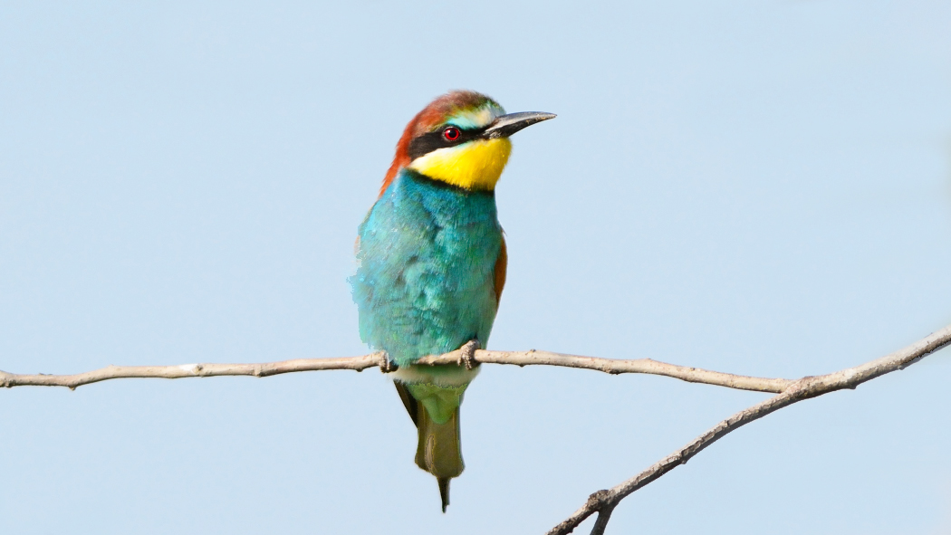 European Bee-eater