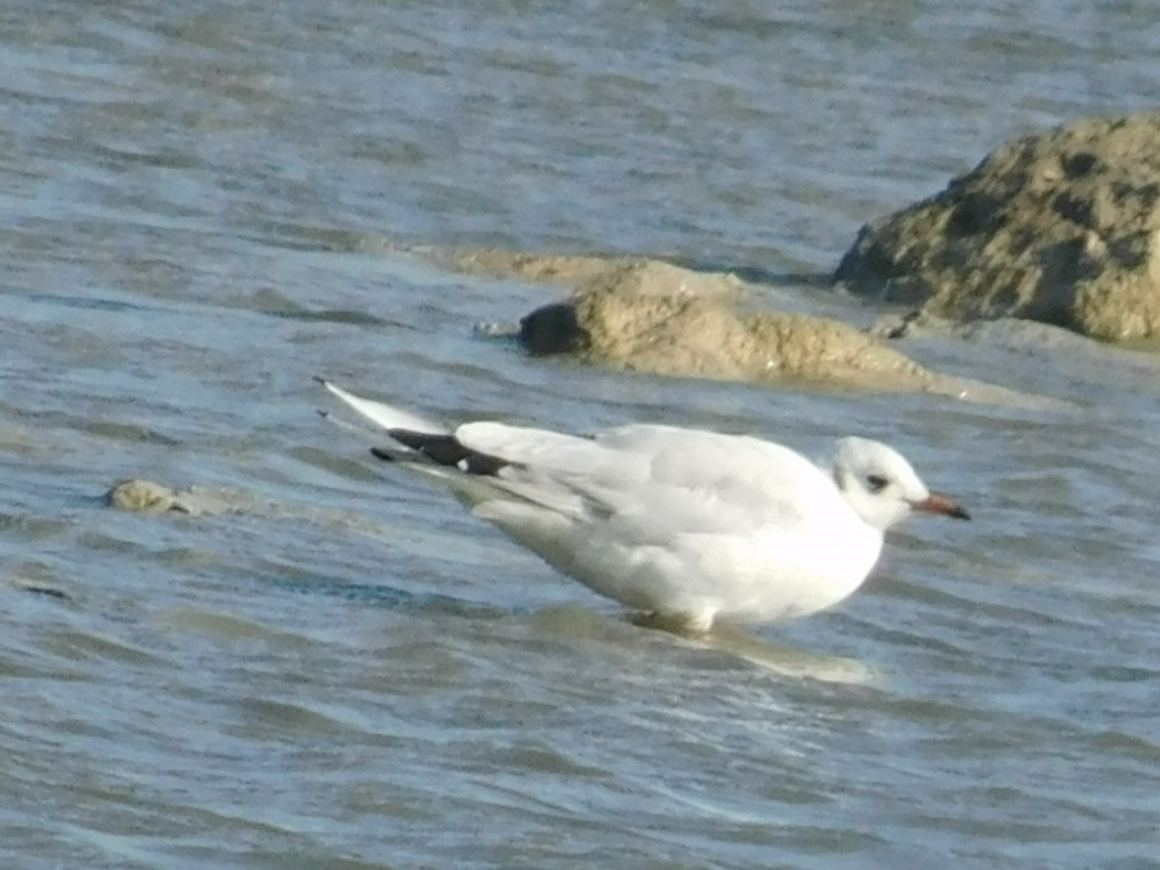 Black-headed Gull