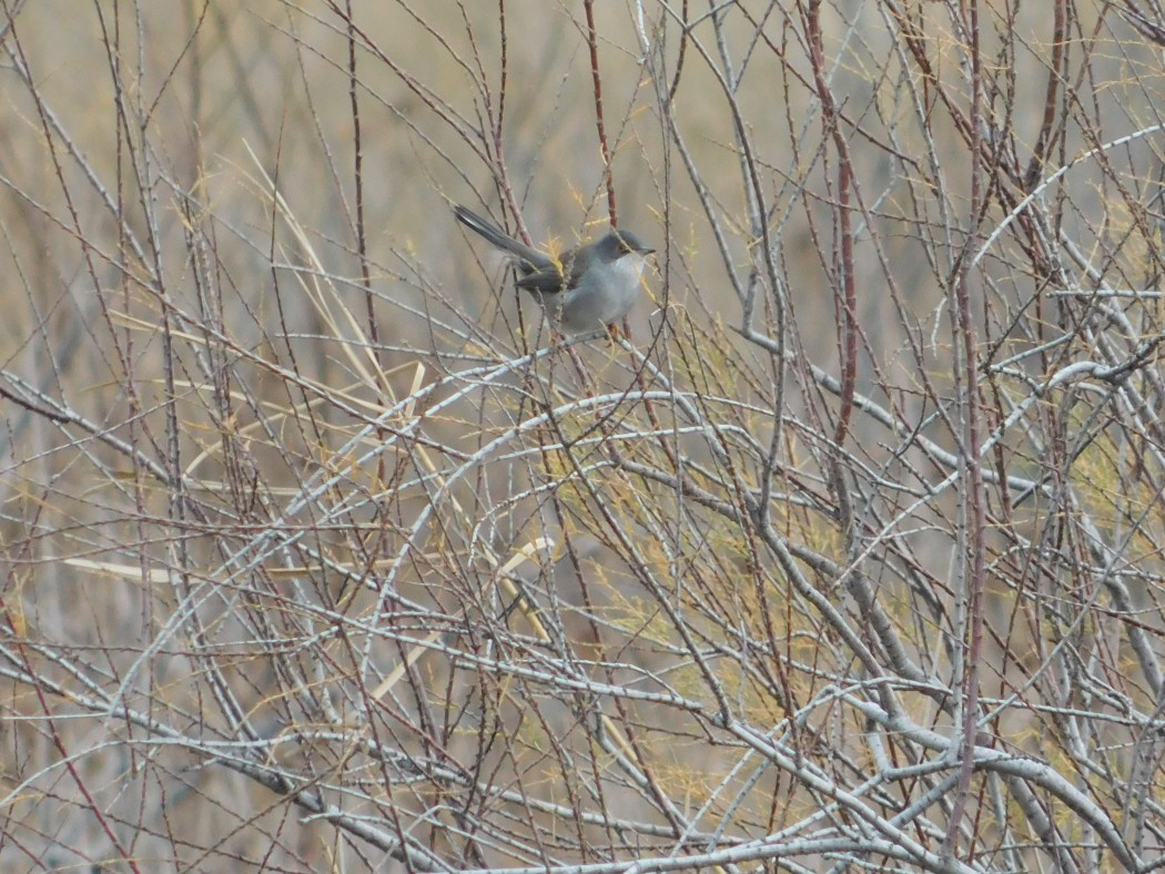 Sardinian Warbler