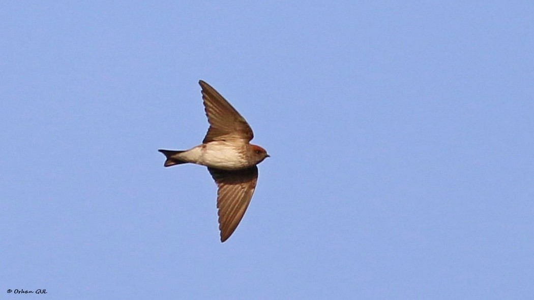 Streaked-throated Swallow