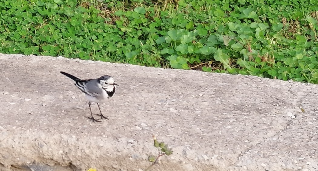 White Wagtail