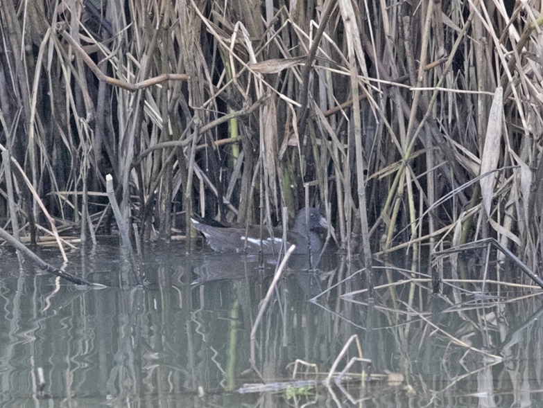 Common Moorhen