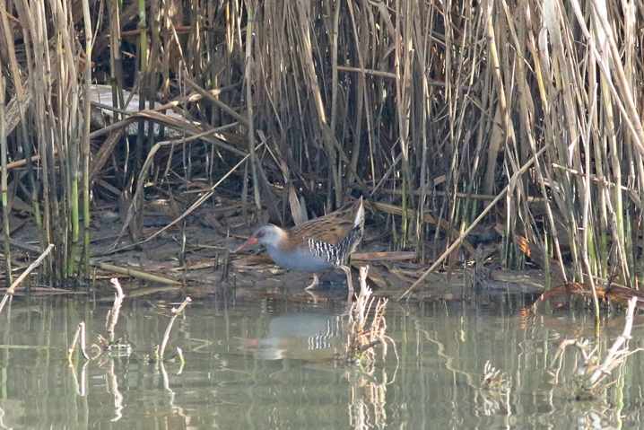 Water Rail