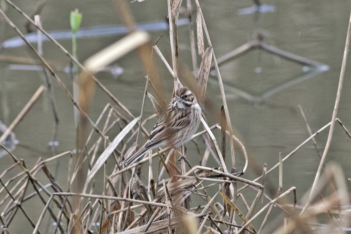 Common Reed Bunting