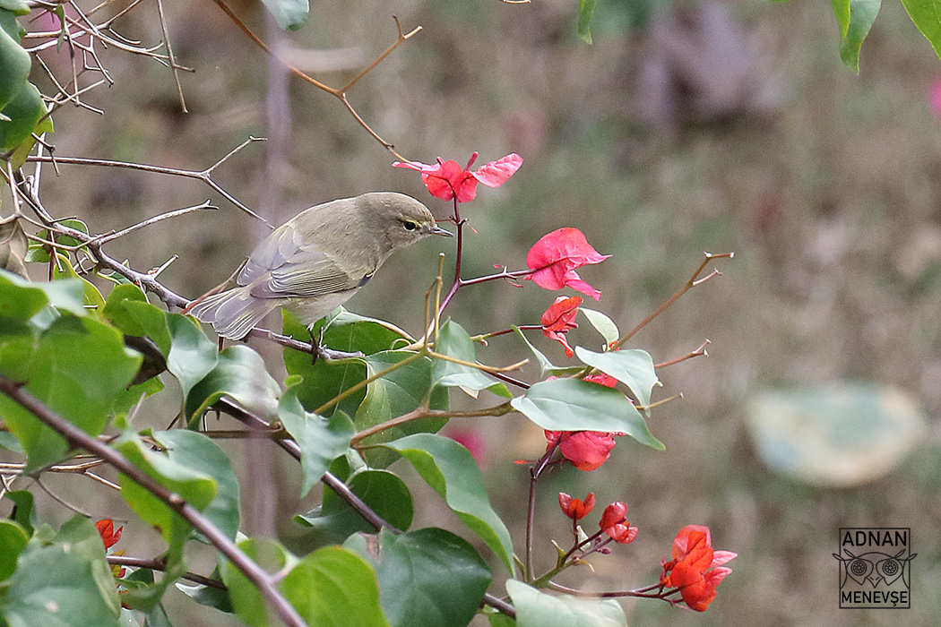 Common Chiffchaff