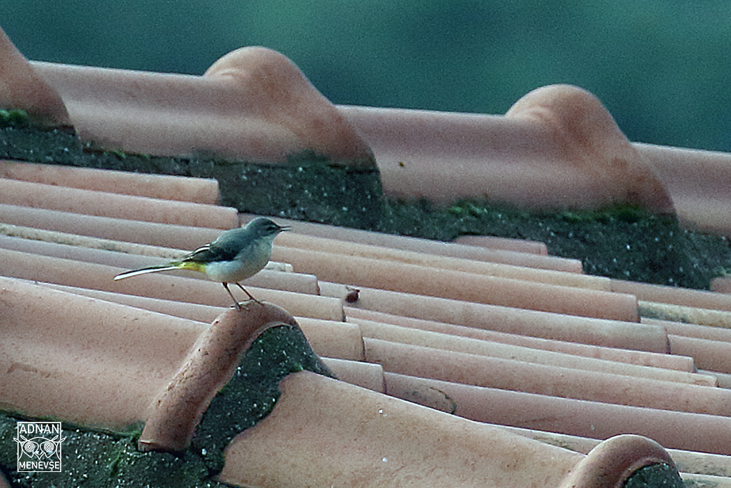 Grey Wagtail
