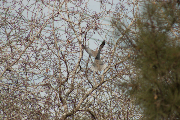 Eurasian Collared Dove