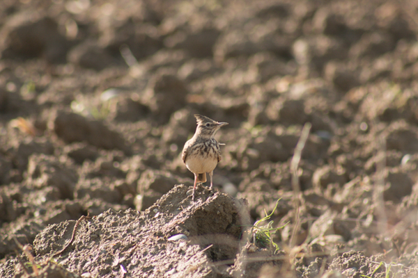 Crested Lark