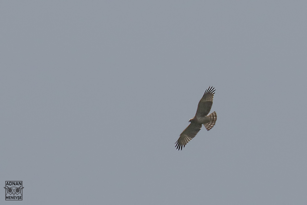 Short-toed Snake Eagle
