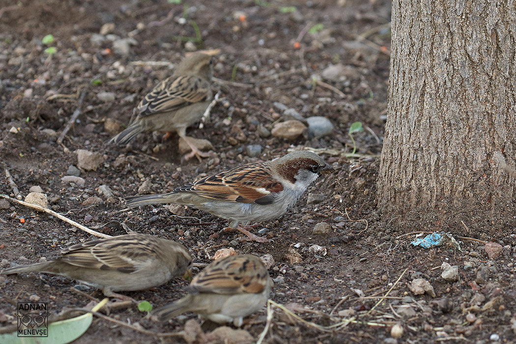 House Sparrow