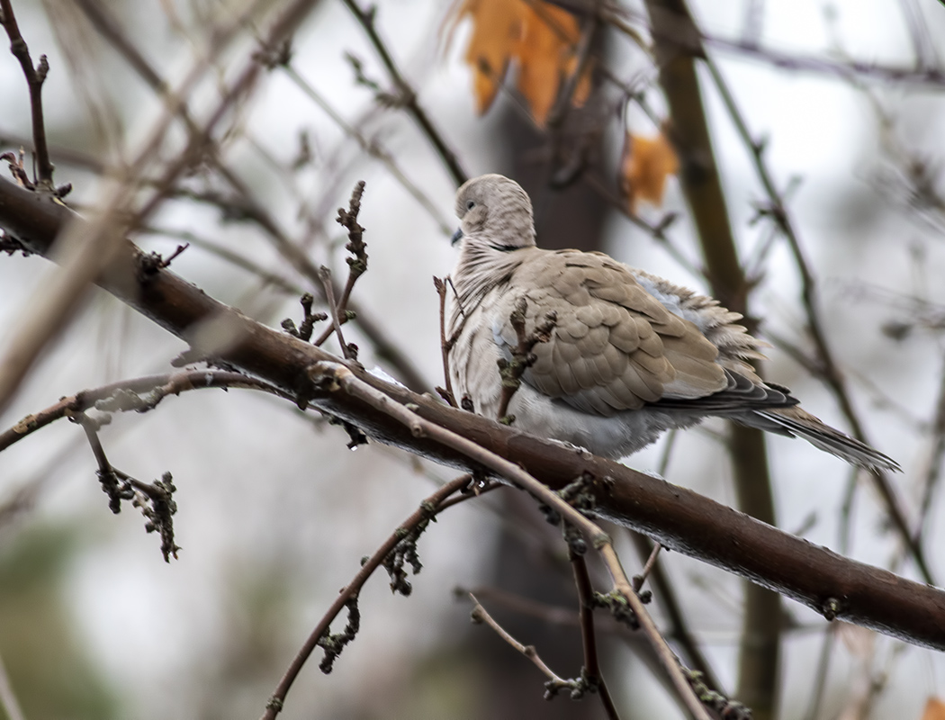 Eurasian Collared Dove