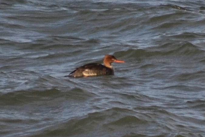 Red-breasted Merganser