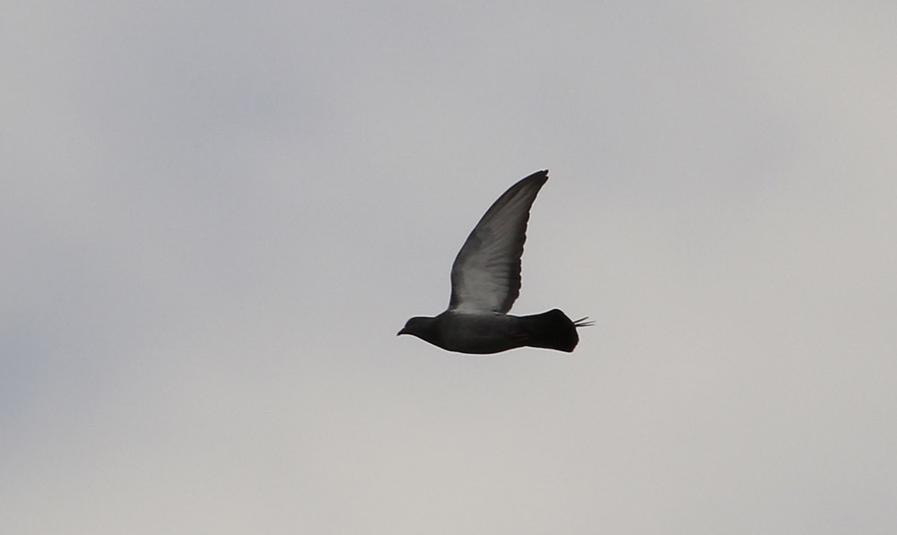Rock Dove