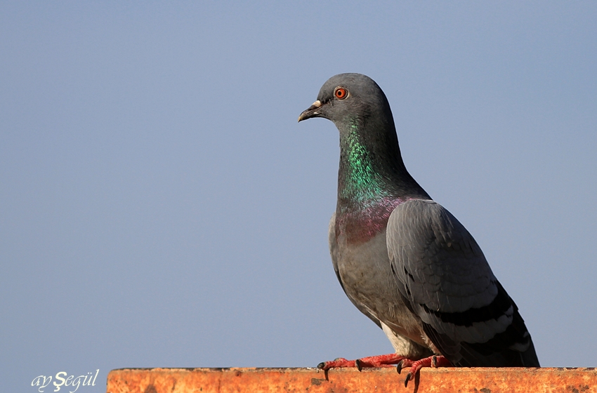 Rock Dove