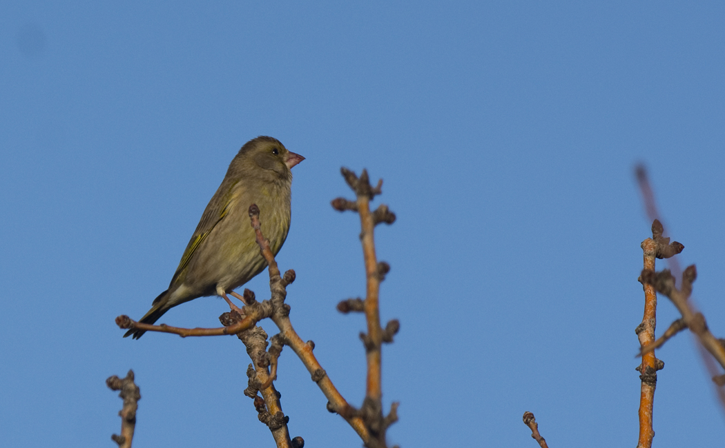 European Greenfinch
