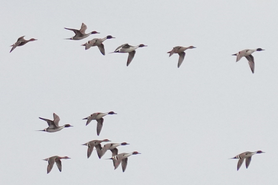 Northern Pintail