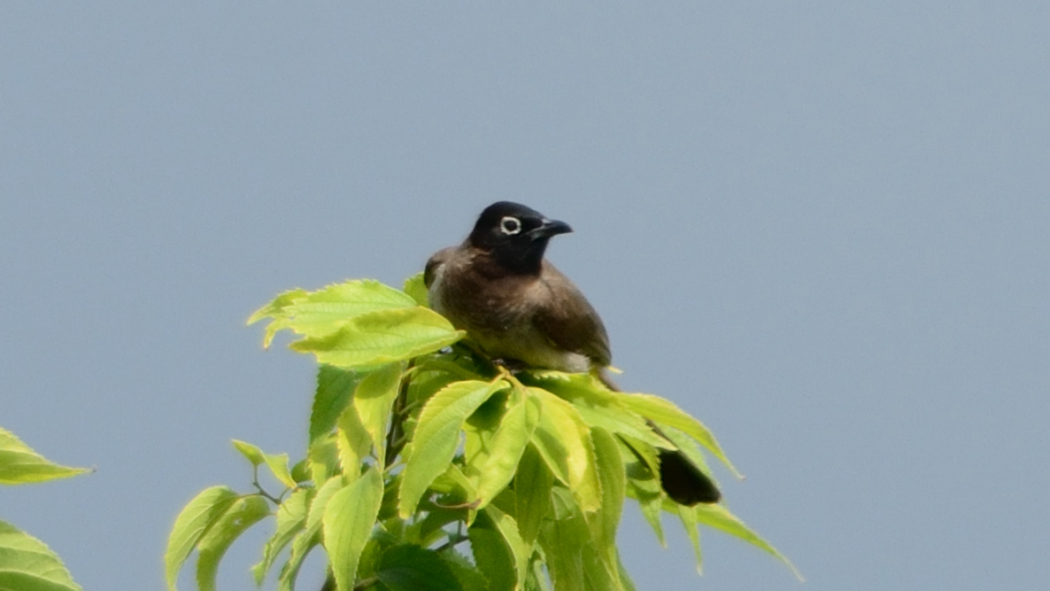 White-spectacled Bulbul