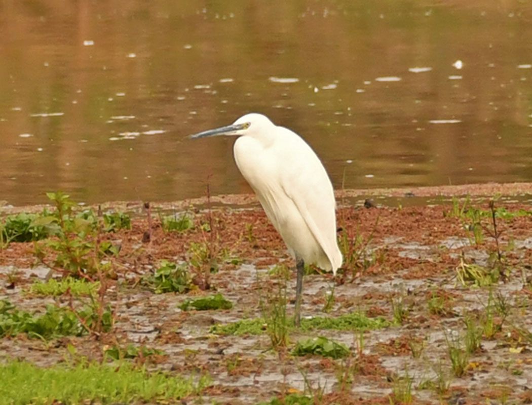 Little Egret