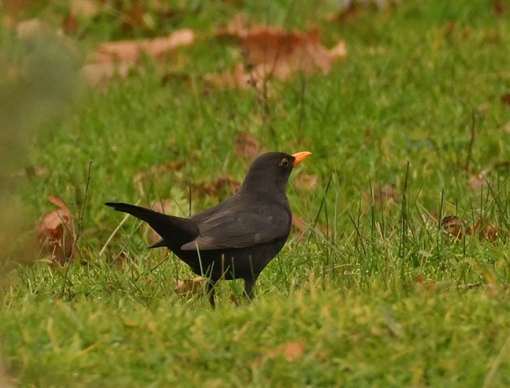 Common Blackbird