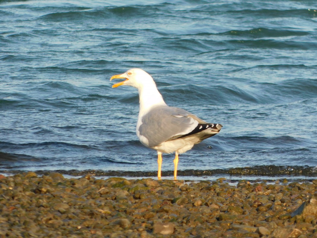 Yellow-legged Gull