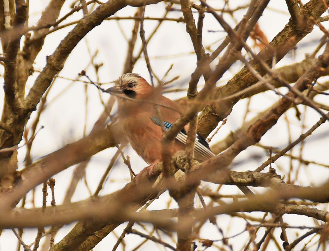 Eurasian Jay
